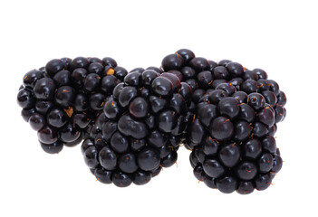 Poster - black blackberry isolated