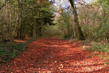 Wall Mural - Forêt en automne.