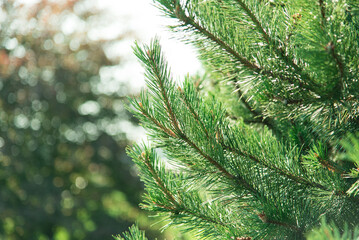 Sticker - Christmas tree growing outdoors closeup. The concept of New Year wallpaper. fir branches	