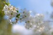 białe wiosenne kwiaty w sadzie na gałązce