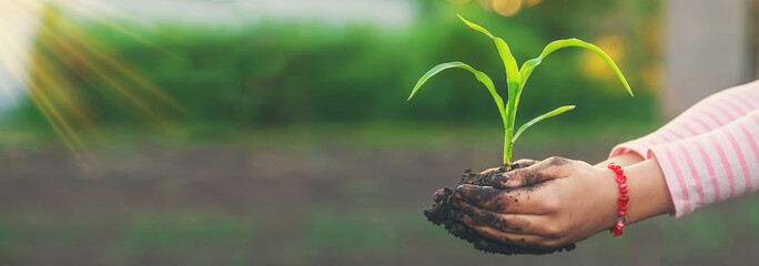 Canvas Print - The child is planting a plant in the garden. Selective focus.