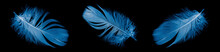 Blue Goose Feather On Black Isolated Background