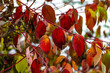Bright red, yellow and orange and shades of autumn leaves on the branches