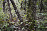 泉ヶ岳の景色　雨の広葉樹林