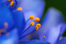 Close Up Of Blue Flower