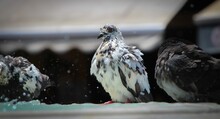 Closeup Shot Of Pigeons With Wet Feathers Sitting On The Fountain