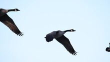 Flock Of Canada Geese Flying South, Migration In Autumn, Crystal-clear Telephoto Slow Motion.
