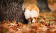 dog backside in autumn leaves