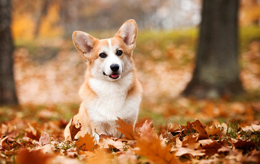 Sticker - red corgi dog in autumn leaves