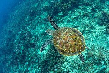 a green sea turtle, chelonia mydas, swims over a coral reef in komodo national park, indonesia. this
