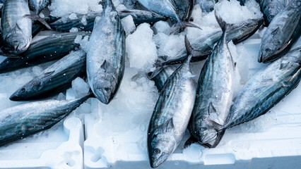 Freshly caught fish sold by the roadside, in the ice, white background, fresh