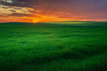 Wall Mural - Colorful clouds during sunset and green fields