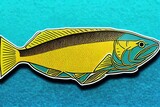Fototapeta  - Snook Fishing Logo, A Fresh Logo badge of Snook Fish, Great for your snook fishing activity