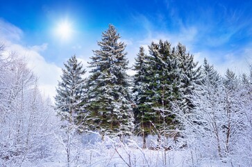 Wall Mural - Winter forest in frosty sunny weather. Green firs are covered with white snow. Weather forecast concept image.