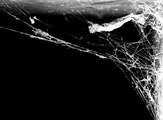 Wall Mural - spider web on a dark background