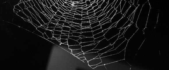 Wall Mural - spider web on a dark background