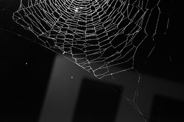 Wall Mural - spider web on a dark background