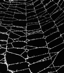 Wall Mural - spider web on a dark background
