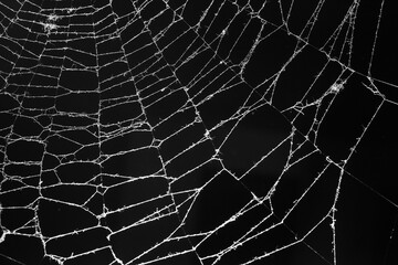 Wall Mural - spider web on a dark background