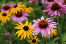 Closeup Shot Of Blooming Bright Yellow And Pink Coneflowers On A Field