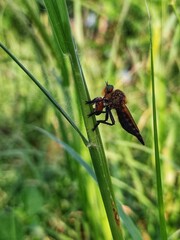 Poster - Vertical closeup of a promachus on the green plant