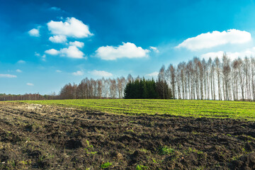 Wall Mural - Plowed field and trees on the horizon, clouds on the sky