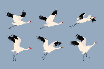 Wall Mural - Siberian crane flying. Cute bird in different poses. Vector illustration for prints, clothing, packaging, stickers.