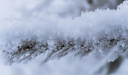 Sticker - fir branches with frost and snow