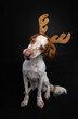 Very cute Brittany spaniel dog wearing reindeer antlers and licking it's nose isolated on a black background