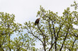 Bald Eagle Perched In A Tree In Spring