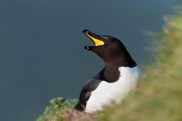Wall Mural - close up of a razorbill calling