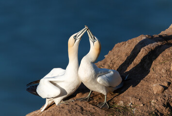 Wall Mural - close up of bonding northern gannets on a cliff by the north sea