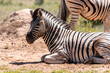 Zebra Family 09