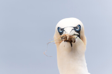 Wall Mural - close up of a northern gannet with nesting material in the beak