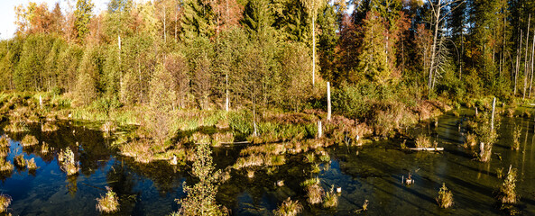 Panorama from the drone to the forest swamp in the Knyszyn forest on an autumn,sunny day.View of the forest lake ,trees growing in green water.