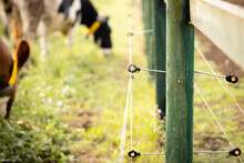Electric Fence For Livestock. Fence Post With Electric Wires And Insulators While Cows Grazing In Background.