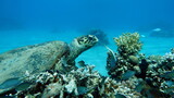 Fototapeta Do akwarium - Hawksbill sea turtle (CR species) Hawksbill Turtle - Eretmochelys imbricata.