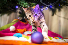 Puppy Cat Playing With A Christmas Ball Under The Christmas Tree