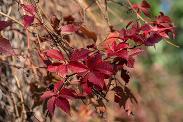 Sticker - Lierre en automne