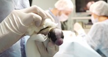 In The Operating Room, Hold The Newborn Puppy On Your Arm. In The Background, You Can See How The Surgeon Performs A Caesarean Section On The Dog. The Concept Of A Caesarean Section In A Dog.