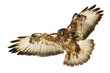 Birds of prey - Common buzzard Buteo buteo flying, hawk bird, predatory bird close up flying bird isolated on white background