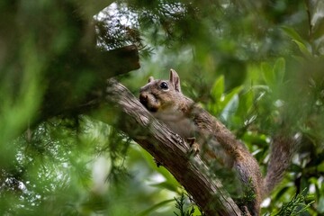 Sticker - Low angle shot of a brown squirrel crawling around on a tree branch