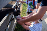 Fototapeta Zwierzęta - Rodzina w wiejskim zoo, tata i synek karmią kozę z małego wiadereczka.
