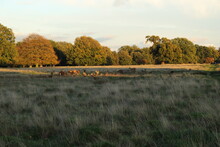 Late Sun Autumnal Landscape Horizon In Bushy Park. In The Tall Grass A Herd Of Red Deer Lounge In The Last Few Rays Of Autumnal Evening Sun In The Fields At Bushy Park - One Of The Royal Parks. 