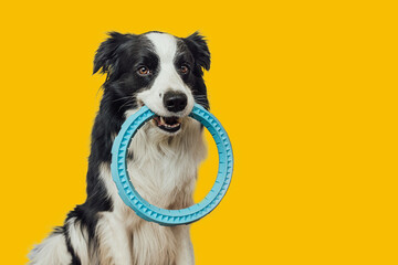 Wall Mural - Pet activity. Funny puppy dog border collie holding blue puller ring toy in mouth isolated on yellow background. Purebred pet dog wants to playing with owner Love for pets friendship companion concept