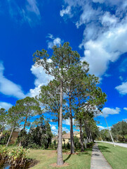 Poster - Beautiful pine trees and white cloud in the summer of Florida	
