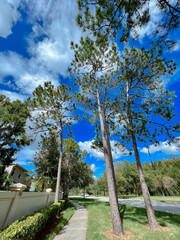 Poster - Beautiful pine tree leaf change color in autumn