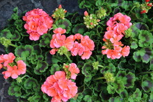 Pink Flowering Geraniums