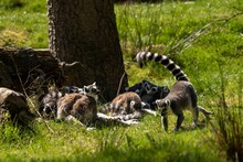 Ring-tailed Lemurs (Lemur Catta) At The Zoo