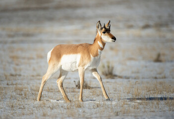 pronghorn antelope